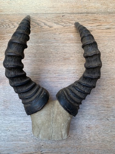 Hartebeest skull with horns - skull,