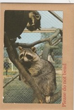 Postcard Racoons at Cricket St Thomas Wildlife Park Zoo Interest My Ref QM