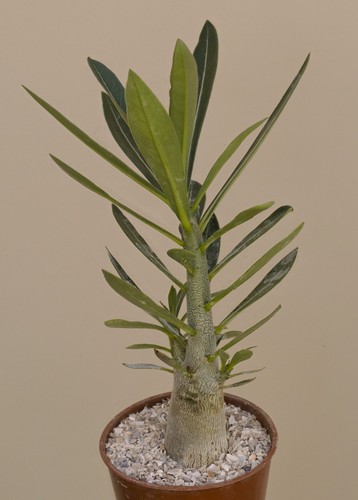 Adenium obesum caudiciform - obesum,