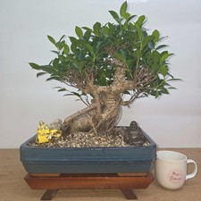 Ficus Microcarpa (Banyan Fig)