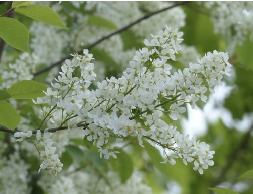 Bird cherry - bird, (prunus