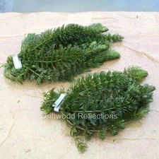 2 Bunches of Hornwort ~ 12