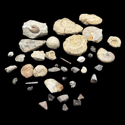 1kg british fossil - 1kg, mix