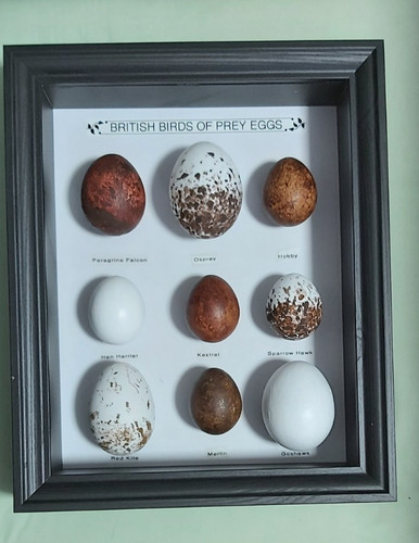 Replica framed british - framed, birds