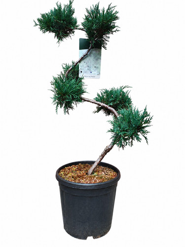 Outdoor bonsai topiary cloud - bonsai,