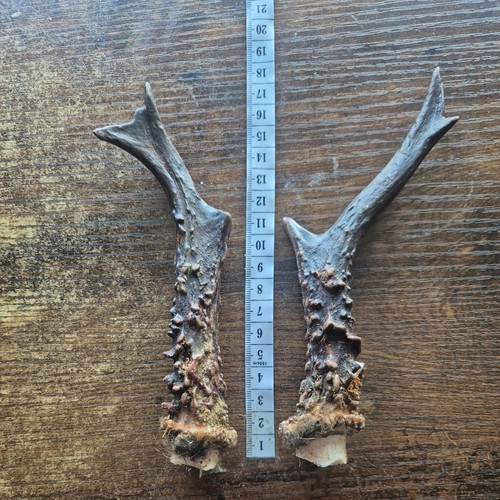 Roe deer antlers for - antlers, natural
