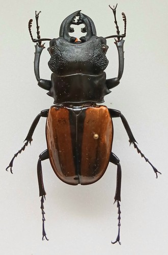 Odontolabis ludekingi large - ludekingi,