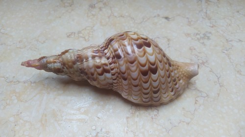 Charonia tritonis trumpet - tritonis,