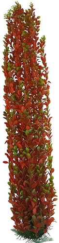Jumbo bushy aquarium pond - aquarium, or