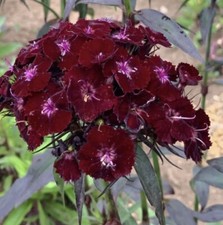 Dianthus Barbatus ‘Nigrescens’ (Sooty) (Sweet William) - Approx 100 Seeds