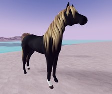 Wild horse islands - islands,