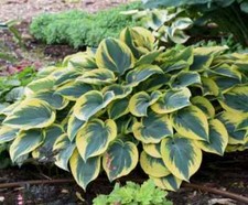 Hosta Plants "aureomarginata" Bare Root  | Shade-Loving Perennial | Fresh Stock