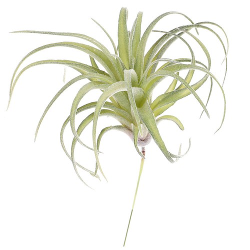 Artificial pineapple grass - ,