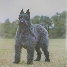 extra large greeting card w BOUVIER DES FLANDRES , handmade 20x20cm , 8" square