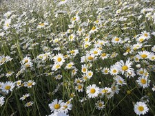Oxeye Daisy – 9000 Seeds –