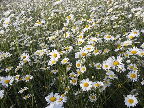Oxeye daisy 9000 seeds - oxeye,
