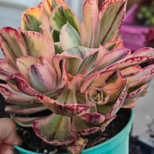 Aeonium marnier lapostlle - 'marnier, lapostlle'