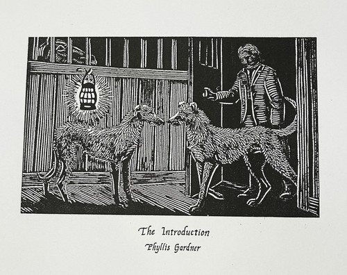 Irish wolfhound scottish - irish,