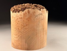 AMAZING BIG Live Edge Burr Elm