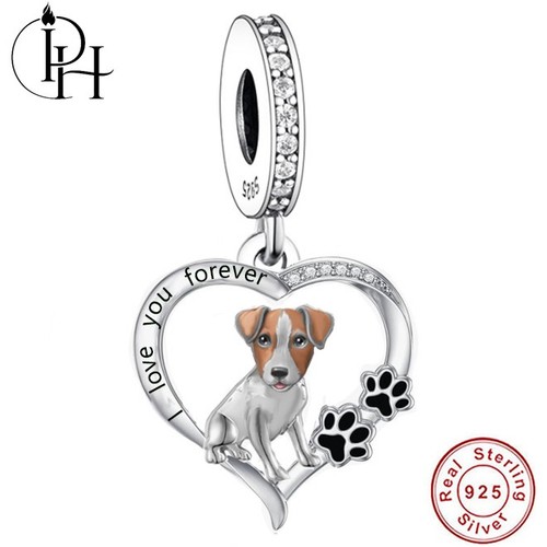Jack russell terrier dog - jack,
