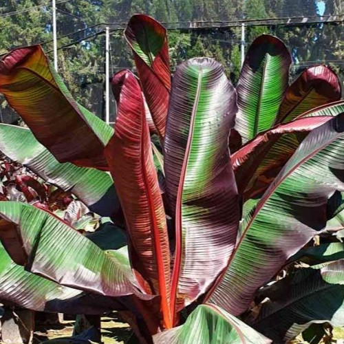 Ensete maurelii red tree - red,