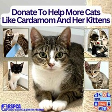 Donate To Help Cats Like Cardimom & Her Kittens at RSPCA Leeds and Wakefield