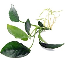 ANUBIAS NANA rooted plant for