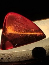 Amber With Insect And Seed Inclusions