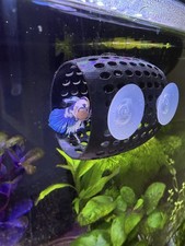 Betta/Siamese Fighting Fish