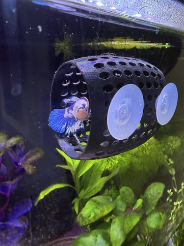 Betta siamese fighting fish - betta/siamese,