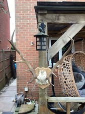Stag Antlers On Hardwood