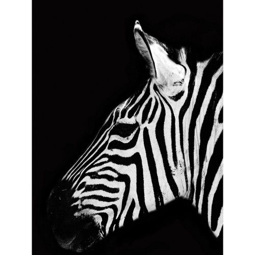 Zebra head animal - zebra, white