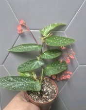 Begonia Albopicta Tamaya