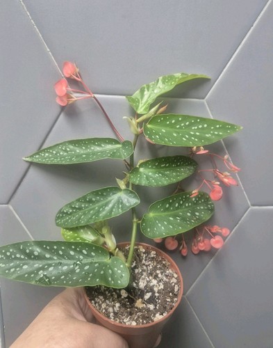 Begonia albopicta tamaya - begonia,