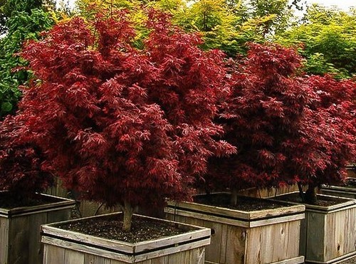 Shaina dwarf japanese maple - dwarf,