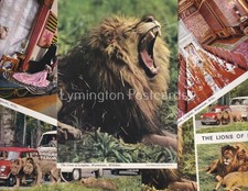 Lions longleat - longleat:,