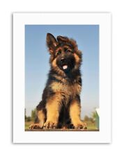 Puppy German Shepherd Alsatian