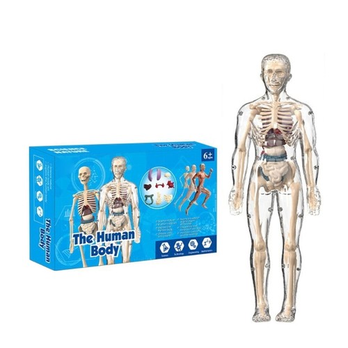 Human skeleton anatomy model - anatomy,
