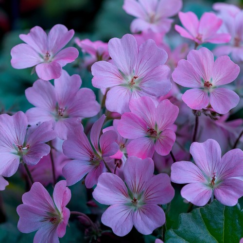 Geranium dusky crug cranesbill - geranium,