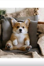 Cute Dogs Printed Corgi Puppy