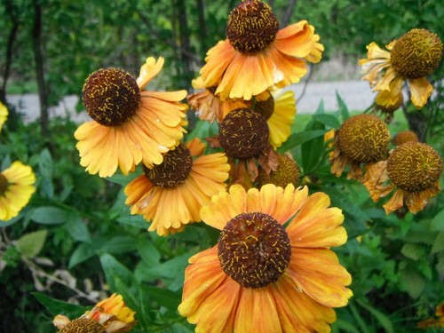 Helenium autumnale sahins - helenium,