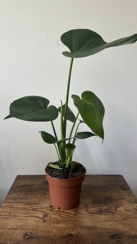 Monstera swiss cheese - cheese, plant