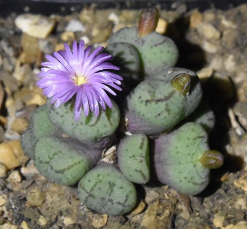 Conophytum ficiforme craib - conophytum,