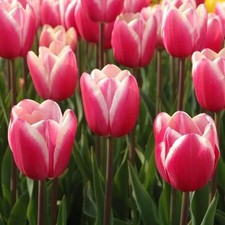 Merry Widow Tulips - Colourful Spring Flowering Bulbs