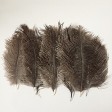 Ostrich Feathers Various