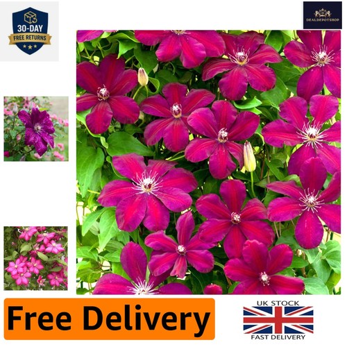 Attractive clematis rouge - attractive, 'rouge