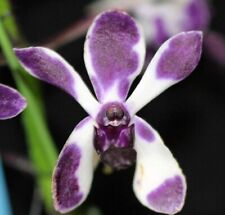 Rare Vanda Pinky 'Violet Queen' orchid plant , not in bloom