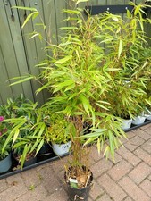 XL Umbrella BAMBOO Fargesia Murielae Rufa Screen Garden Patio 3L Pot NonInvasive