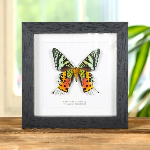 Madagascan sunset moth ventral - madagascan,
