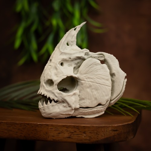 Red bellied piranha skull - piranha, –